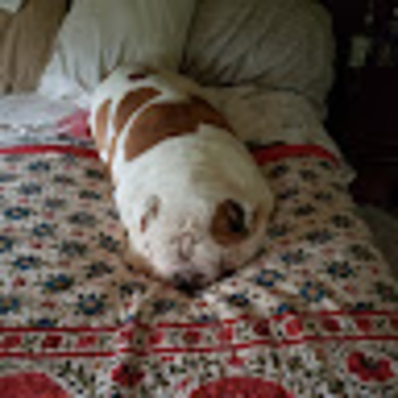 Meet your Posher, Sandy - Picture 1 of 1